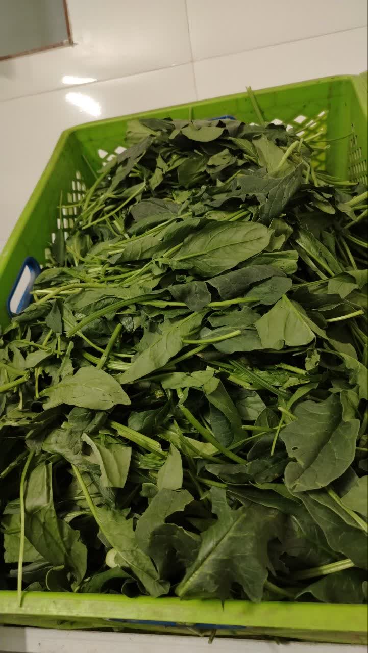 کرفس خورد شده