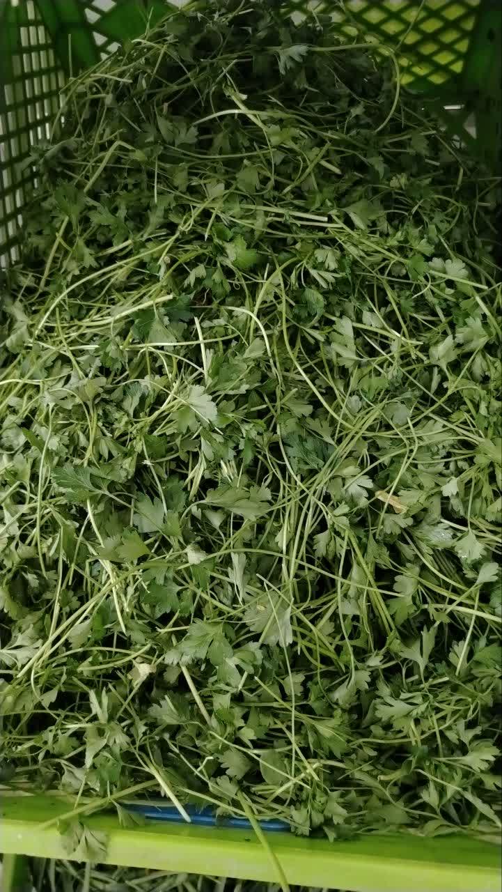 جعفری خوردشده